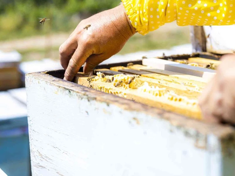 Şifa deposu kekik hem üreticisini hem de arıcıları sevindirdi
