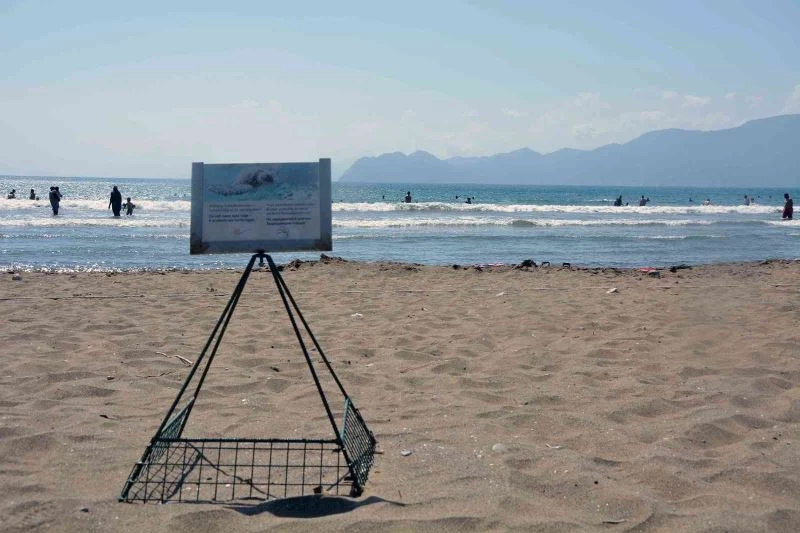 Deniz kaplumbağası yuva sayısında iklim krizi etkisi
