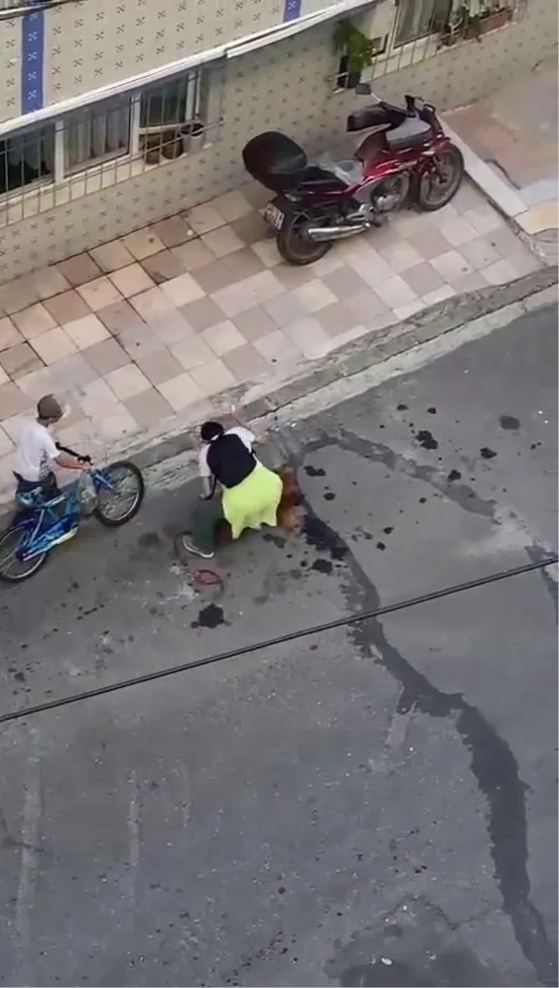 Köpeğine vurup, tasmasını çekişirdi: Vatandaşlar kadına tepki gösterdi
