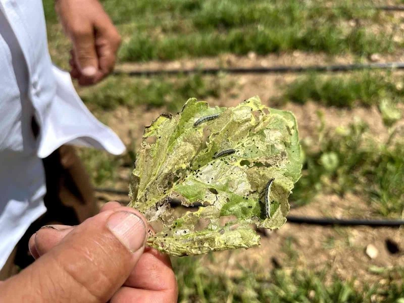  Eskişehir’de ‘Çayır Tırtılı’ ile mücadele başlatıldı
