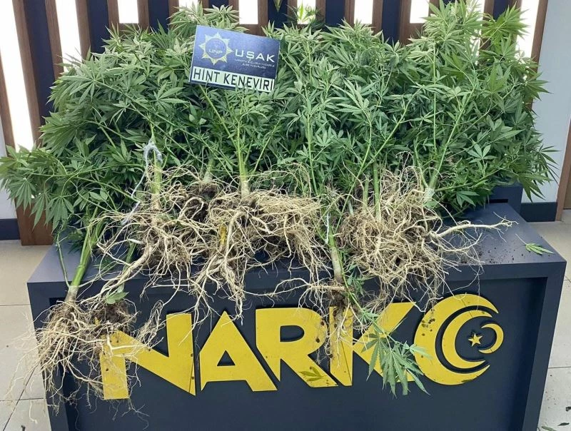 Evinde yüklü miktar uyuşturucu çıkan şüpheli serbest kaldı
