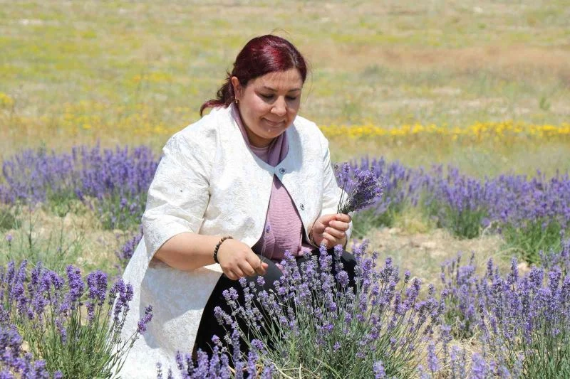 Bozkır topraklar, lavanta bahçeleri ve orman varlığıyla yeşeriyor
