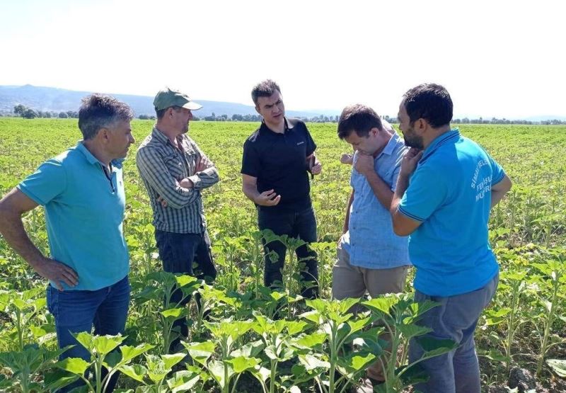 Simav’da ayçiçeğinde “Çayır Tırtılı” görüldü
