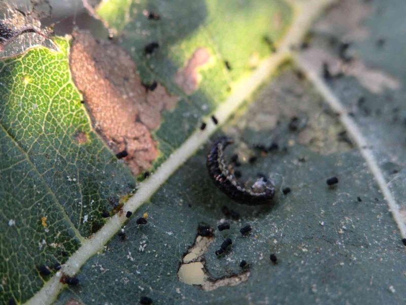 Bilecik’te ‘çayır tırtılı’ istilası 6 bin 500 dekar ayçiçeği zarar verdi
