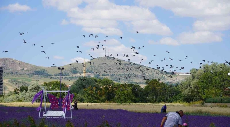 Aromatik Bitkiler Bahçesi’nde açan kartpostallık lavanta görüntüsü
