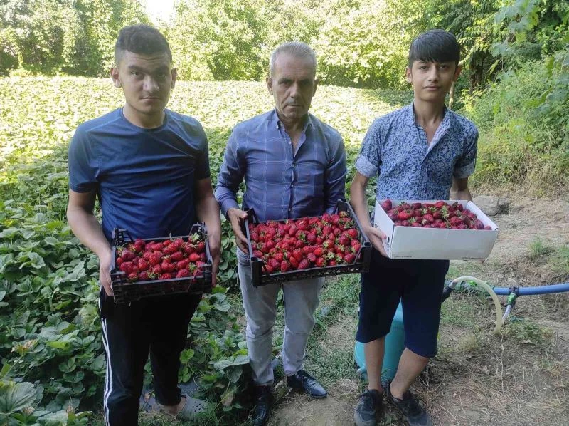 Sason’da 3 aile ile başlayan çilek üretimi 400 aileye geçim kaynağı oldu

