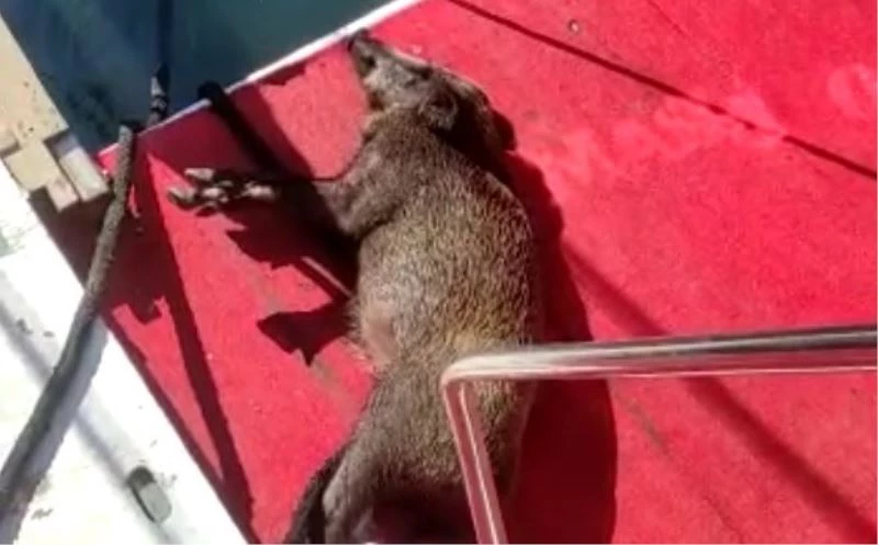 Yüzmekten bitkin düşen domuzu balıkçılar kurtardı
