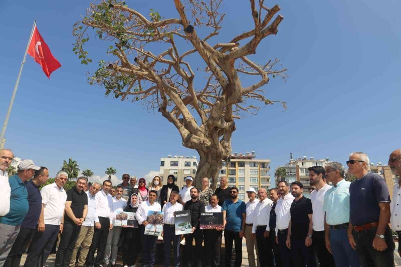 Mersin’de yarım asırlık ağacın kurutulmasına tepkiler sürüyor
