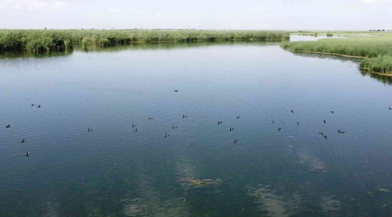 Ağrı Dağı Milli Parkı yosun tutmaya başladı
