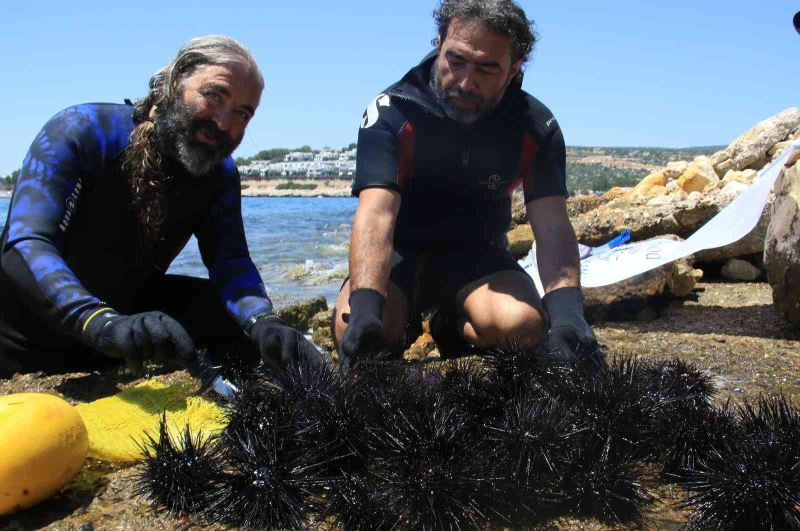 Akdeniz’de dikenli zehirli deniz kestanesi istila hızı yüzde 108
