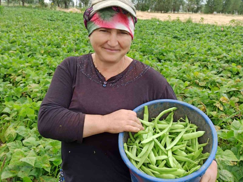 Fasulye hasadında çalışan tarım işçileri yevmiyelerin artırılmasını istiyor
