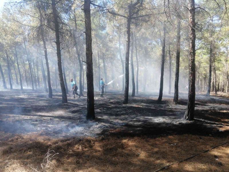 Burç ormanlarında çıkan yangın söndürüldü
