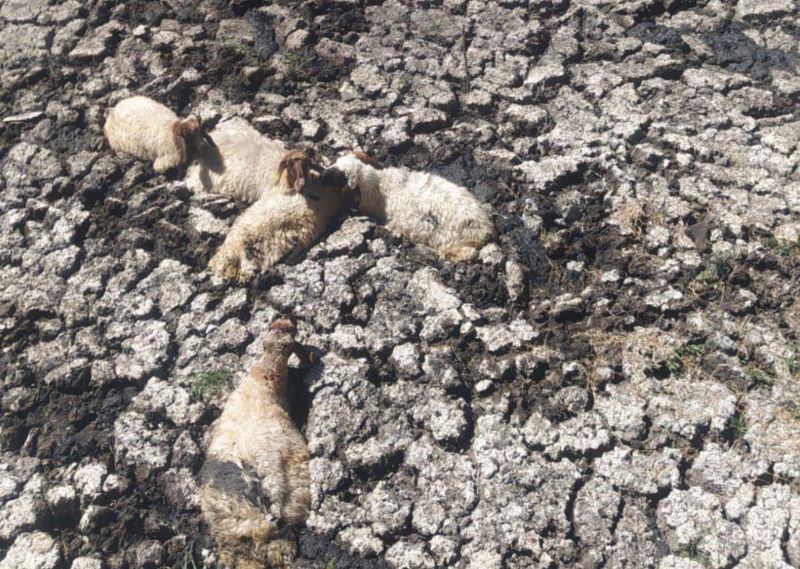 Kahta’da bataklığa saplanan koyunlar kurtarıldı
