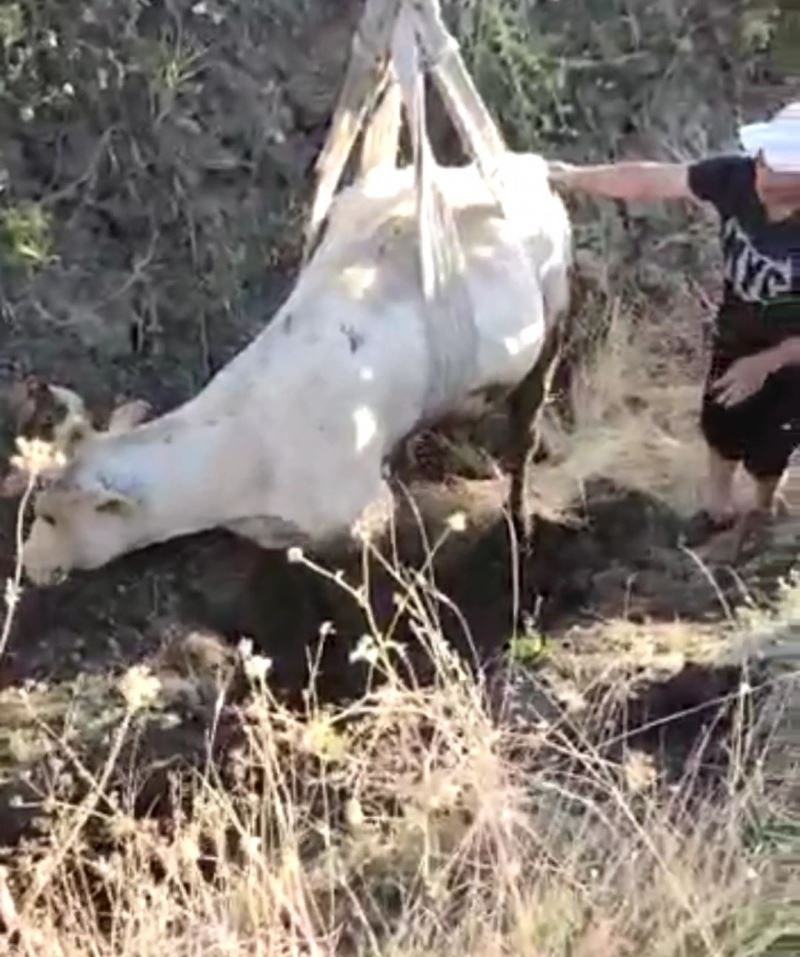 Çamura saplanan ineği VEDAŞ ekipleri kurtardı
