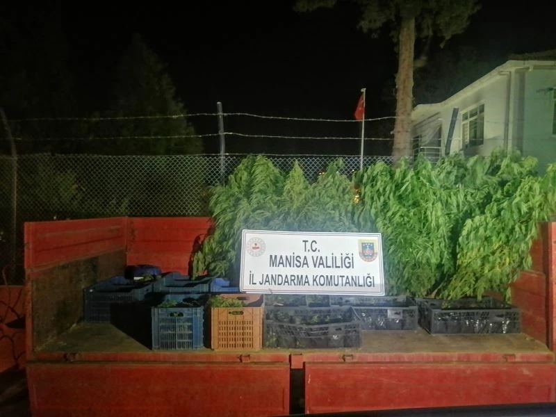 Üzüm bağında yetiştirilen 446 kök kenevir ele geçirildi
