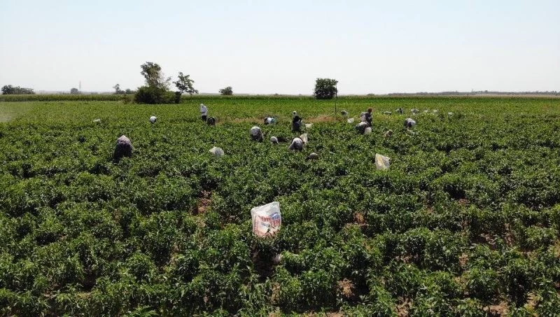 Tarım işçilerinin güneşin altında 40 derece sıcakta zorlu mesaisi
