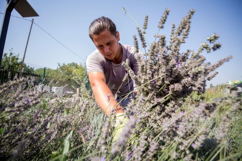 Nilüfer’in Tıbbi-Aromatik Bitki İşleme Tesisi Projesi’ne BEBKA’dan hibe
