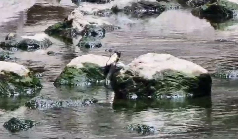 Artvin’de yılanın balık avı görüntülendi
