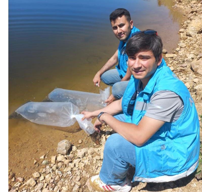 Pazarlar’daki göletlere 36 bin adet pullu sazan balığı yavrusu bırakıldı
