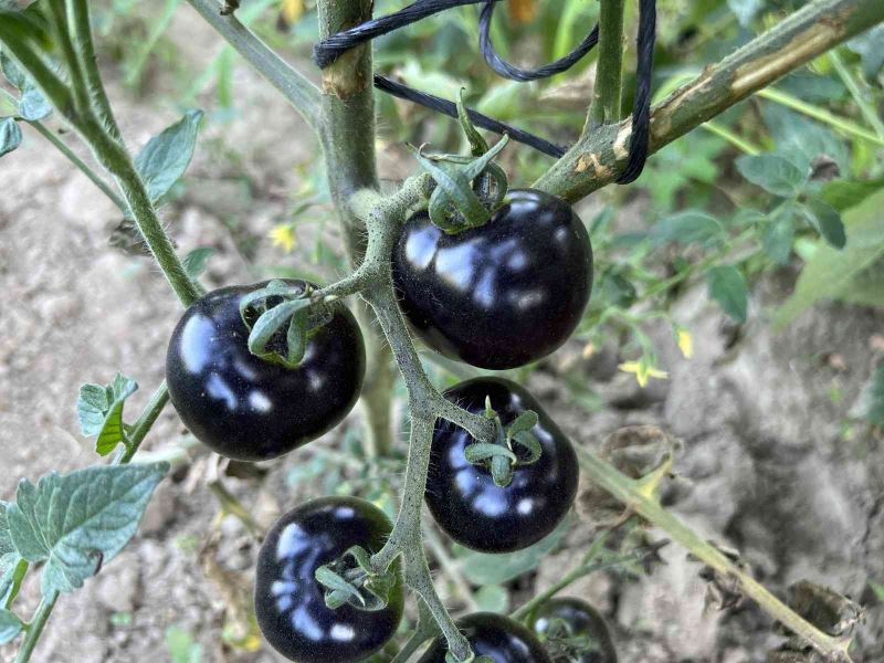 Meksika’daki arkadaşı ilham verdi, siyah domates görenleri şaşkına çeviriyor
