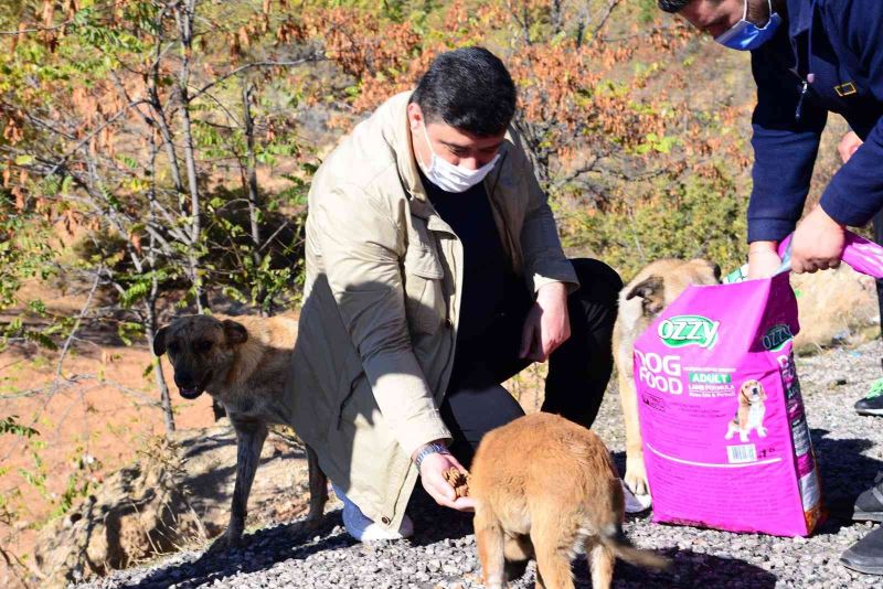 Kahramankazan Belediye Başkanı Oğuz’dan sokak hayvanları için “bir kap su” çağrısı
