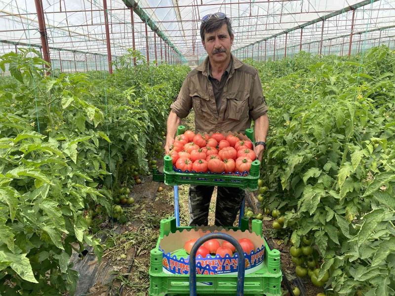 Burdur yaylalarında domates hasadı başladı
