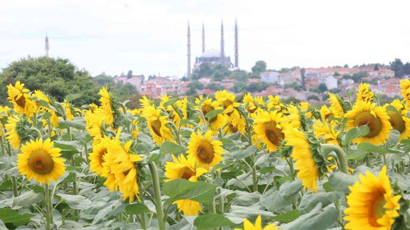 İlaçlama yapılan tarlalarda tırtıldan eser kalmadı
