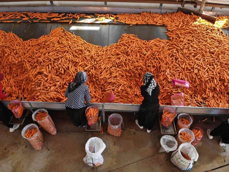 Konya Ovası’nda 55 bin dekarlık alanda havuç hasadı başladı
