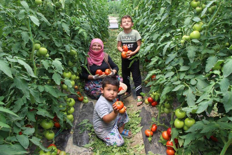 Amasya’da domates hasadı başladı
