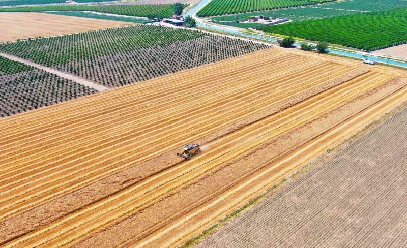Bir zamanların pamuk diyarı artık tropik meyvelerle anılıyor
