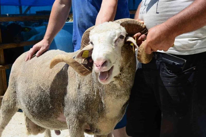 Pazarın en ağır koçu: 