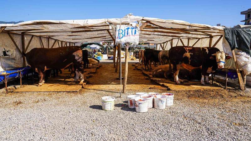 Menemen’de Kurban Bayramı hazırlığı
