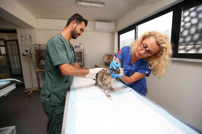 Nilüfer’de hasta ve yaralı sokak kedilerine donanımlı klinik

