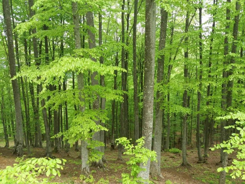 Yeşil Samsun için yeni tedbirler: Ormanlarda 4 ay ateş yakmak yasak
