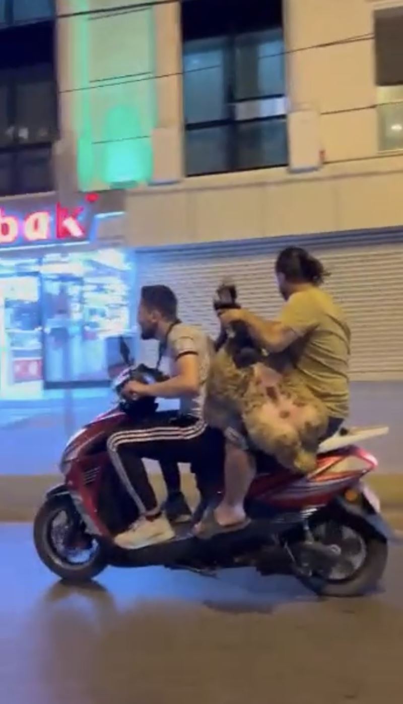Sultanbeyli’de şoke eden görüntü: Motosiklette koyun taşıdılar

