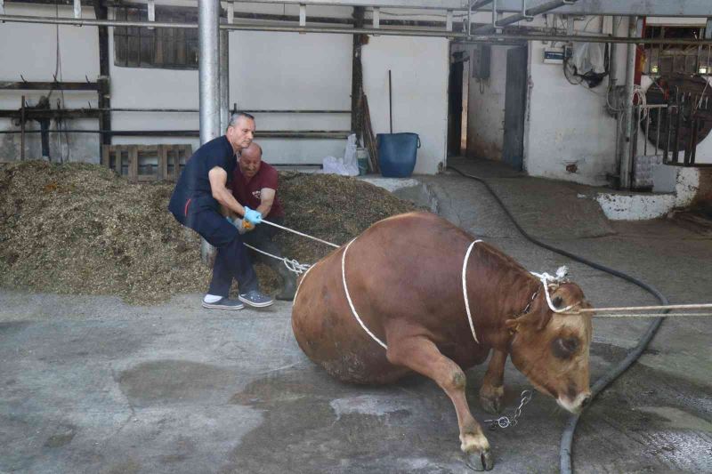 Yarım tonluk kurbanlığı iki kişi saniyeler içinde bu yöntemle bakın nasıl yatırdı
