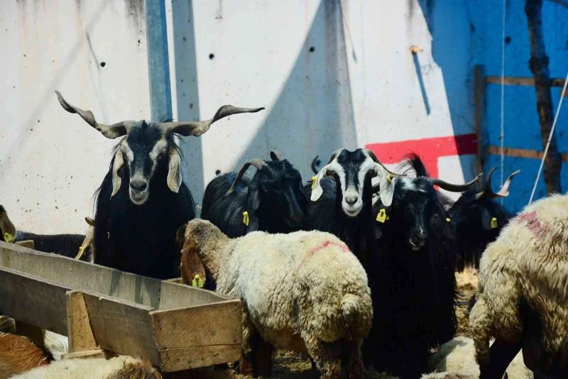 Büyükşehir’den kurban kesecek vatandaşlara önemli uyarı
