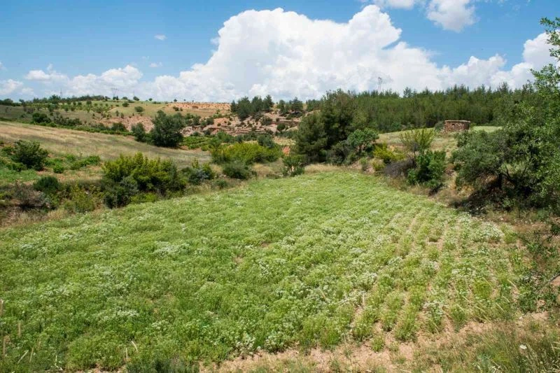 Türkiye’nin kekik üretim merkezi Denizli, rol model oldu
