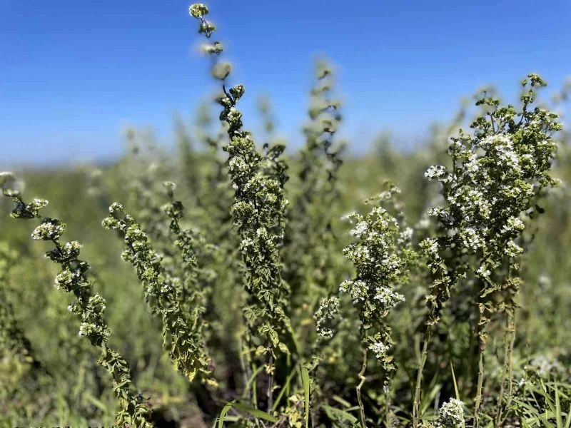 Pandemi döneminde rağbet görmüştü, hasadına başlanıldı
