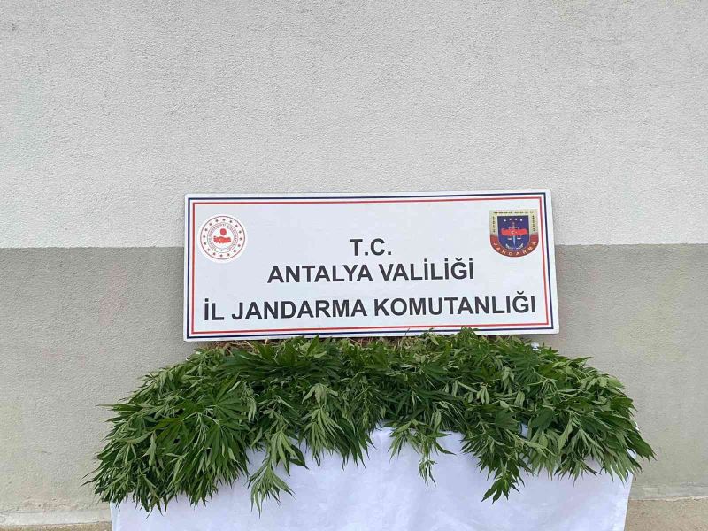 Tapulu arazilerinde kenevir yetiştiren şüpheliler yakalandı
