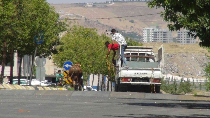 Şanlıurfa’da kaçan kurbanlıklar trafikte zor anlar yaşattı
