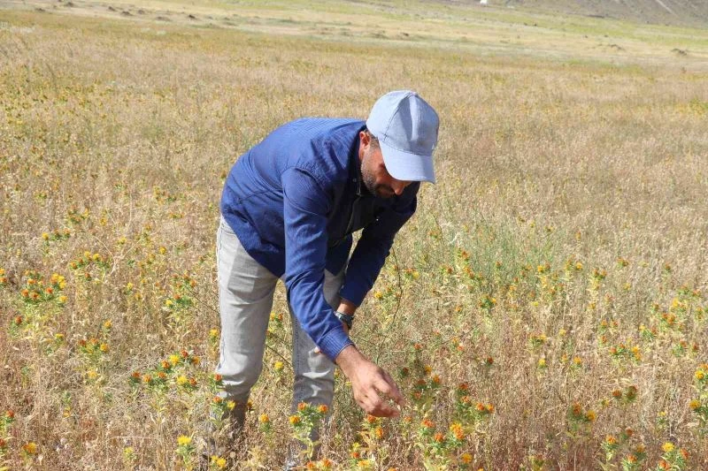 Ağrı Dağı eteklerinde ilk defa aspir bitkisi yetiştirildi
