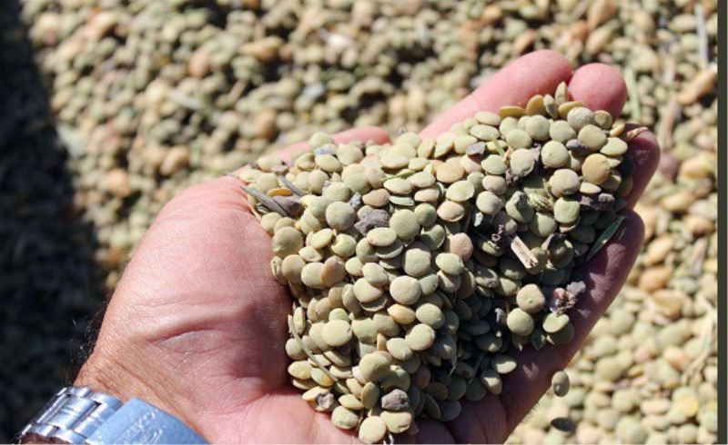 Yozgat’ta yerli tohum yeşil mercimekte yüksek verim elde edildi
