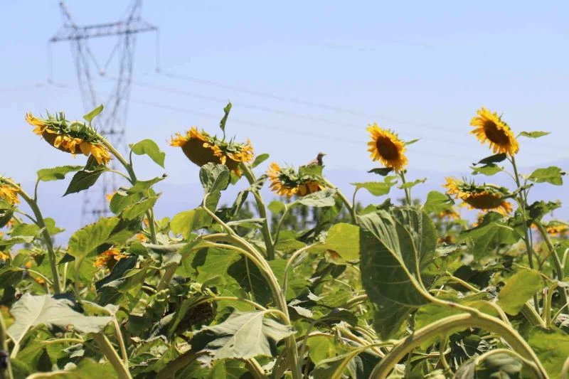 Ayçiçeği tarlaları hasat için gün sayıyor
