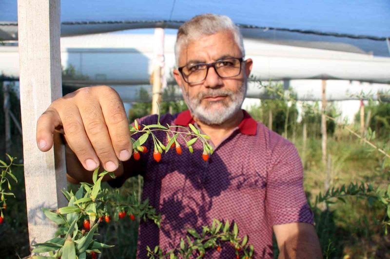 Sivas’ta ilk kez denedi, umutları büyüktü ama kuşları hesap edemedi
