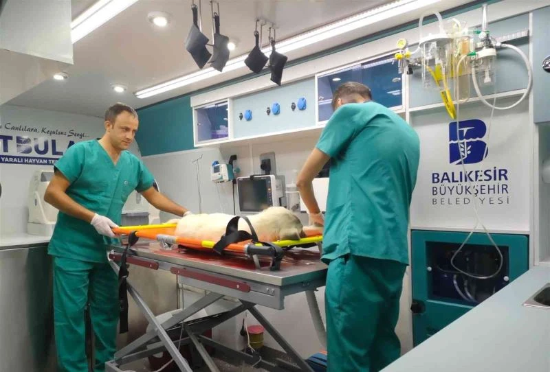 Balıkesir’de sokak hayvanları Vetbüs ve Vetbülans’a emanet
