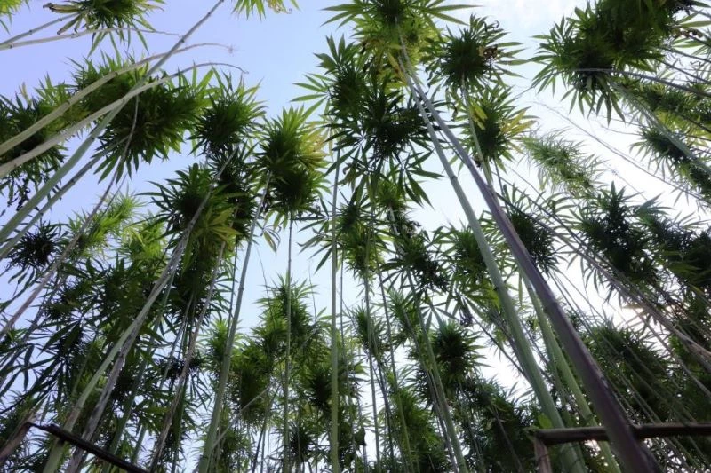 Türkiye’nin ilk tescilli kenevirleri ’vezir’ ve ’narlı’da hasat zamanı yaklaşıyor
