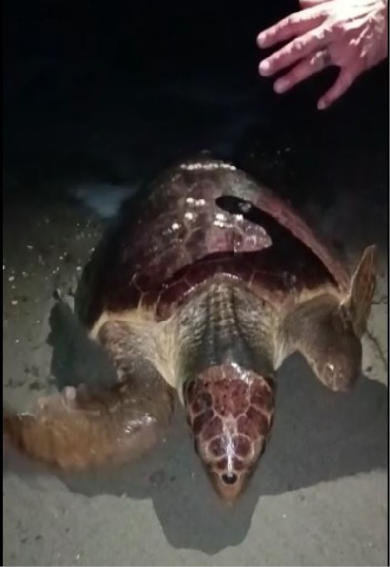 Yumurtlamaya gelen caretta carettayı böyle kaçırdılar
