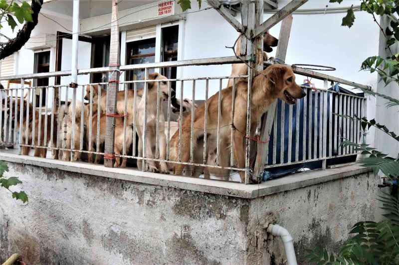 İhbar üzerine adrese gelen hayvanseverleri şok eden görüntü
