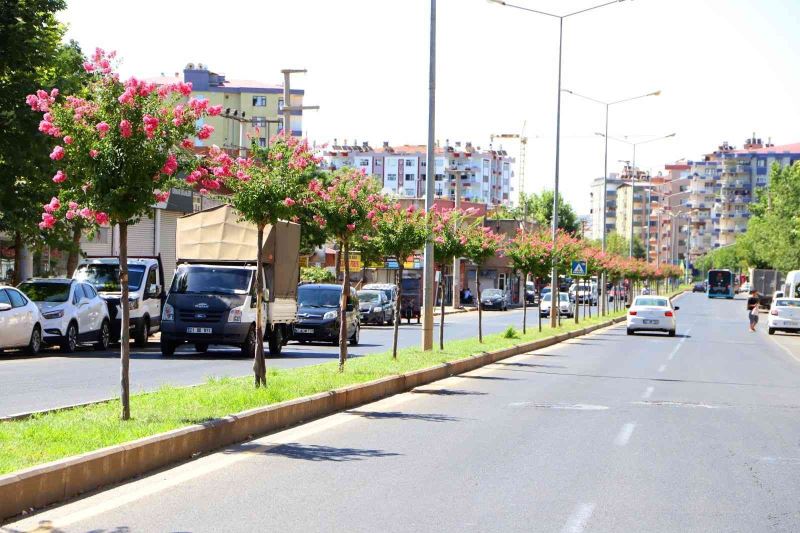 Diyarbakır’da caddelere 2 bin Oya ağacı dikildi
